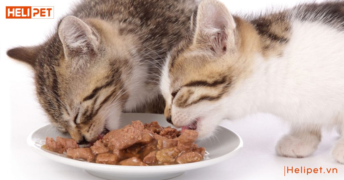 Mèo bị viêm đường tiết niệu nên ăn gì