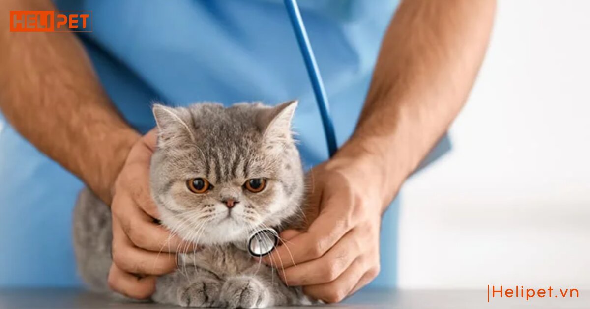 Mèo bị viêm đường tiết niệu nên ăn gì