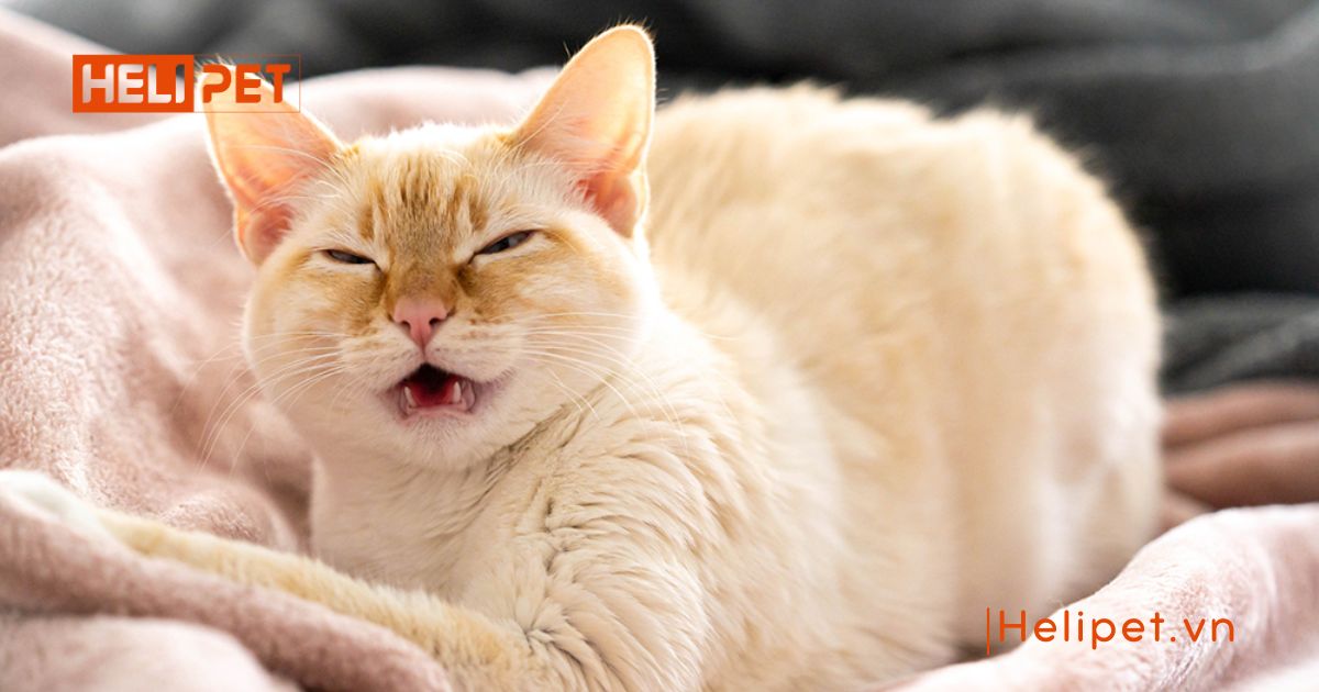 mèo bị viêm phổi có lây không