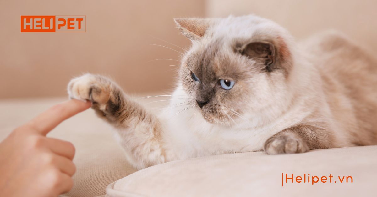 mèo bị viêm phổi có lây không