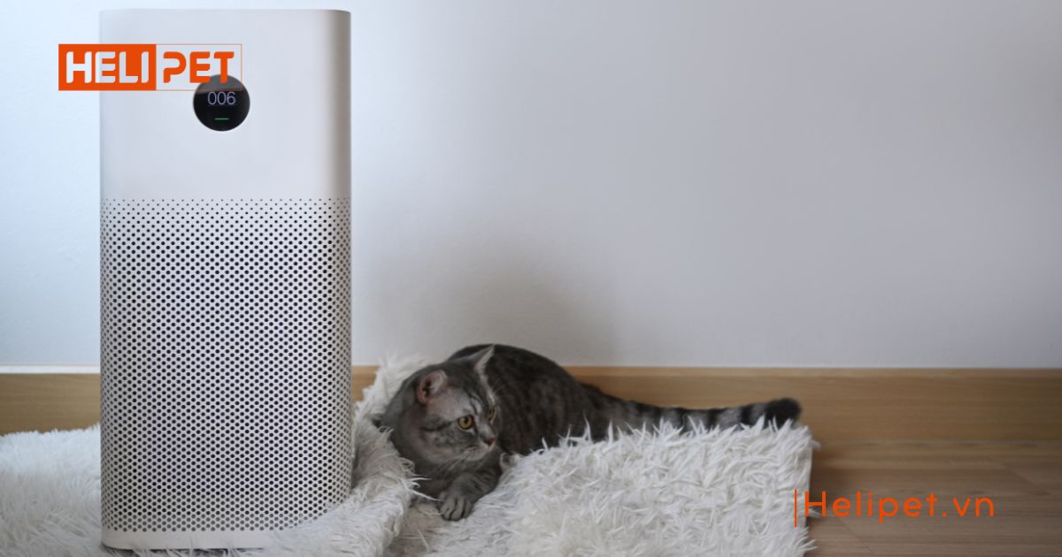 Mèo bị viêm phổi có lây không