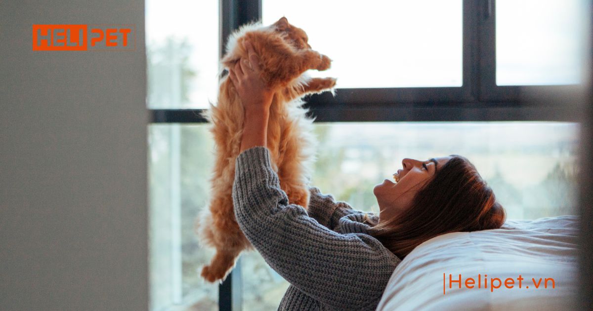 Mèo bị viêm phổi có lây không
