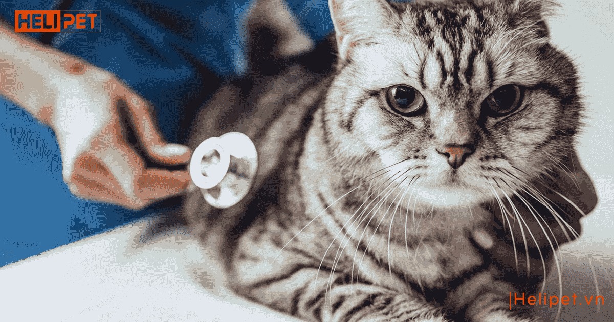 Mèo bị viêm phổi nên ăn gì