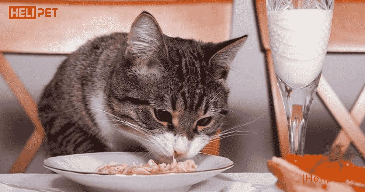 Mèo bị viêm phổi nên ăn gì