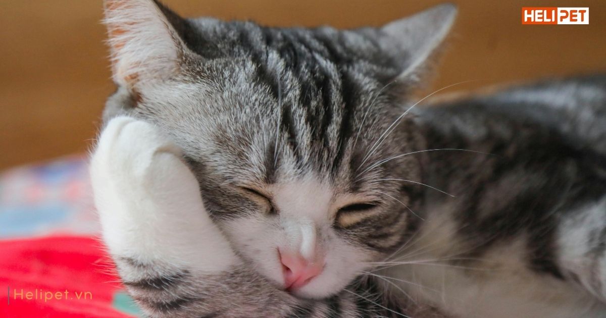  Mèo bị viêm tai có nguy hiểm không