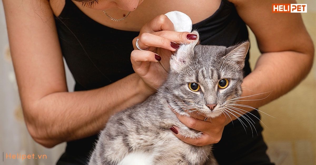  Mèo bị viêm tai có nguy hiểm không