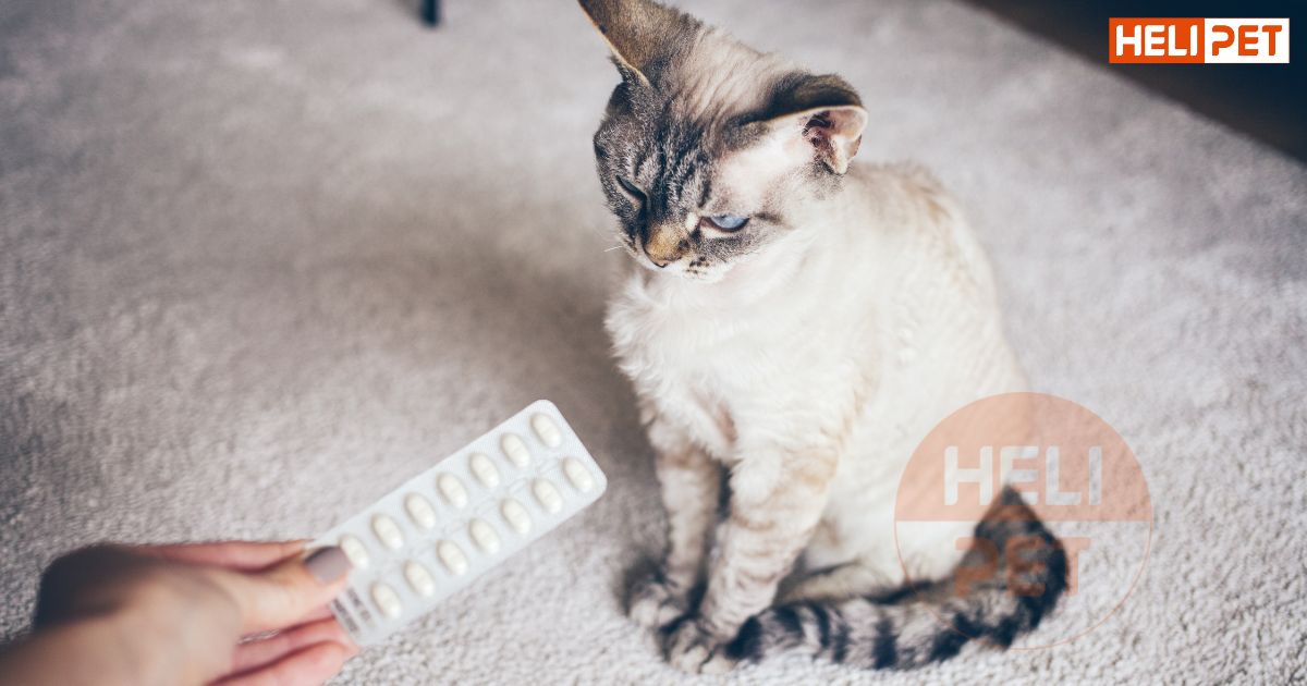 Mèo bị viêm tai bỏ ăn