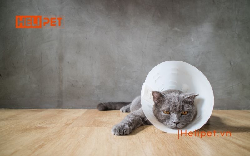 Tại sao mèo bỏ ăn sau khi triệt sản