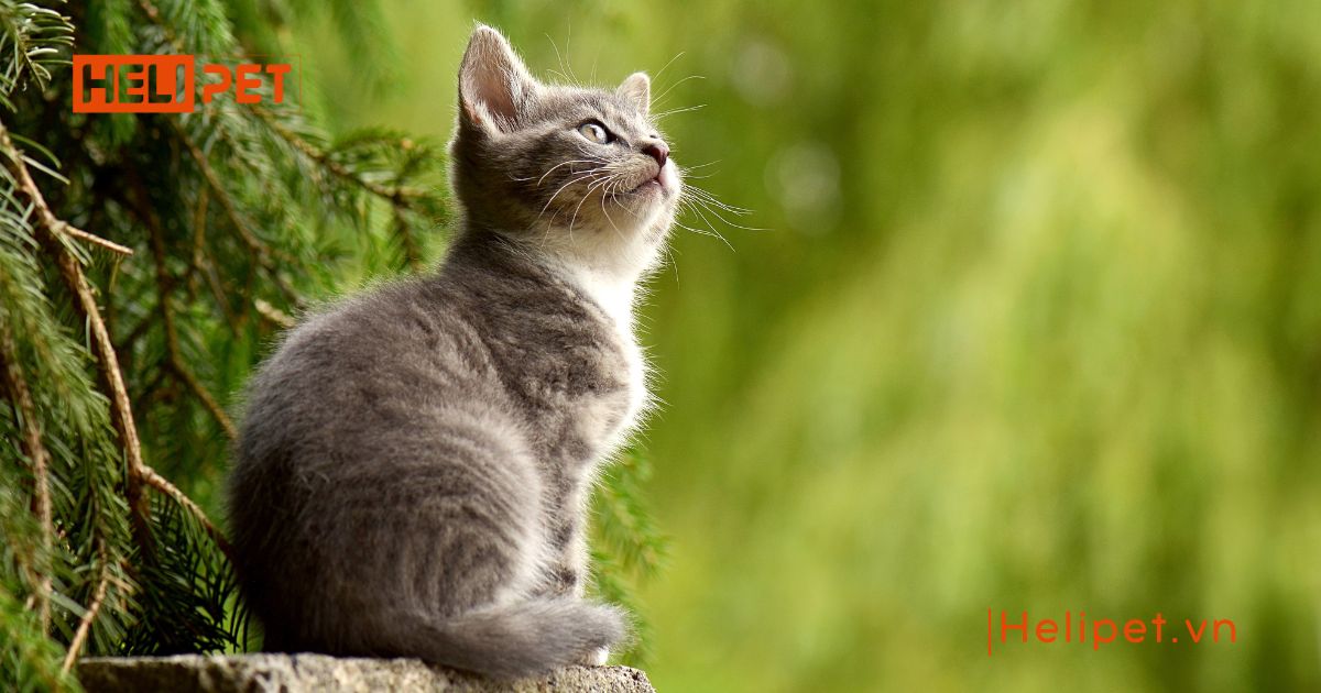mèo cái triệt sản bao lâu thì lành