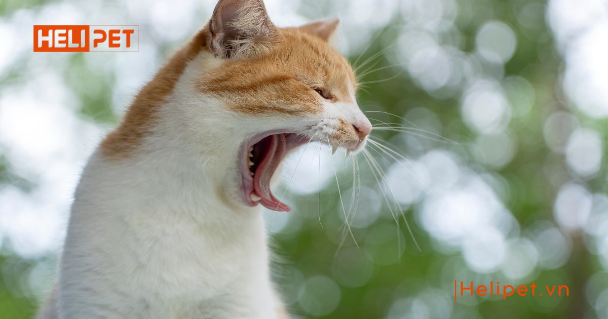 mèo cái triệt sản có giao phối được không