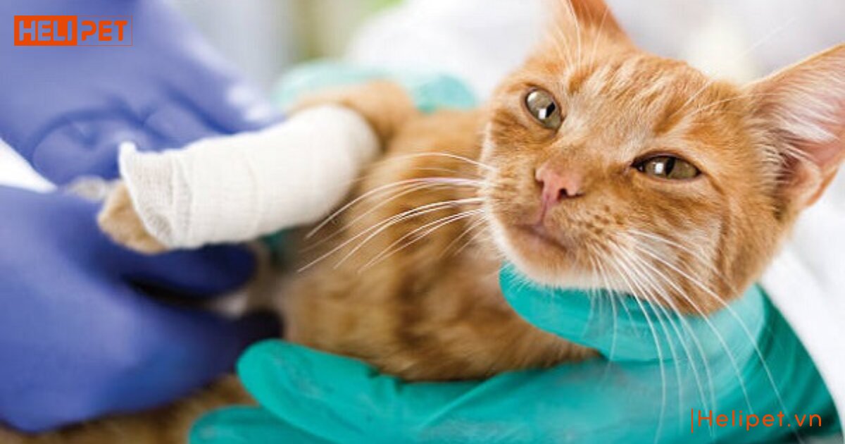 mèo có tự lành vết thương không