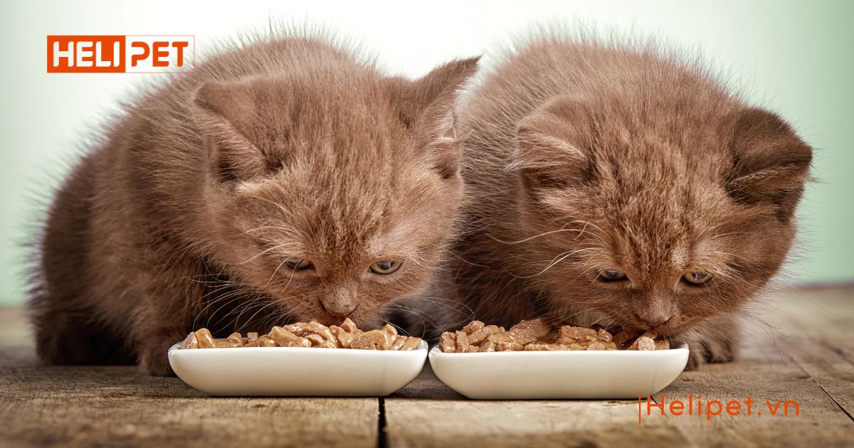 mèo con bao lâu thì ăn được