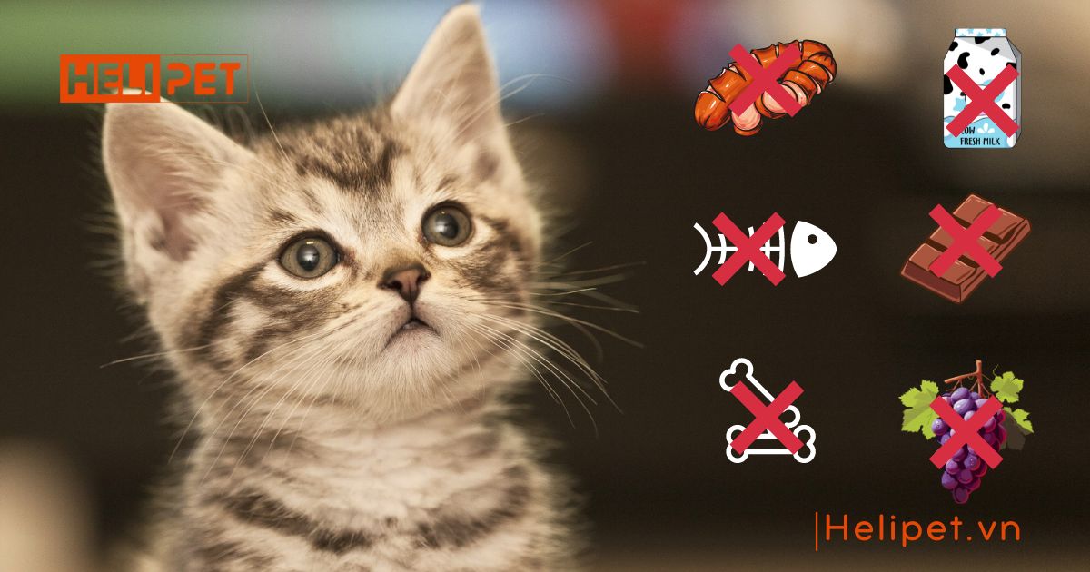 mèo con bao lâu thì ăn được