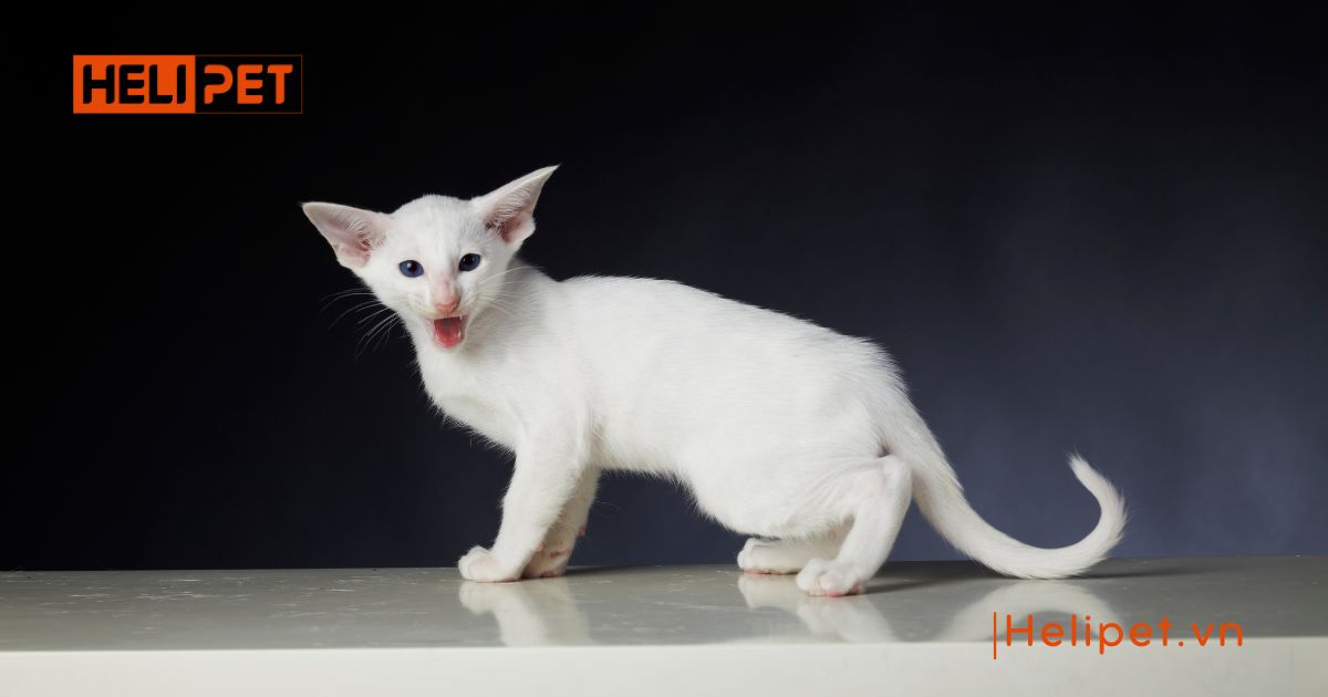  mèo gào đực