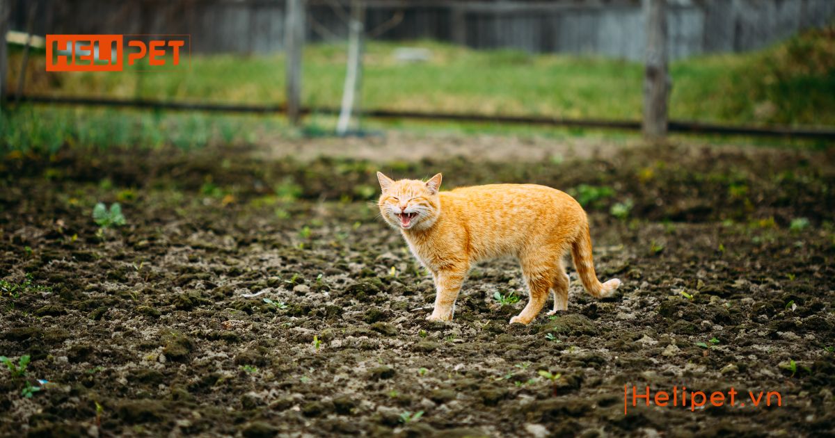  mèo gào đực
