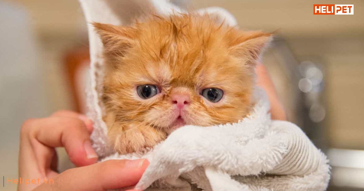 Mèo mấy tháng thì tắm được