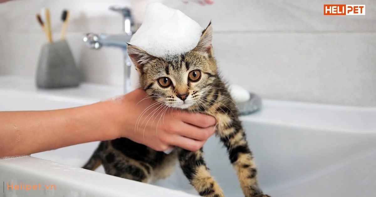 Mèo mấy tháng thì tắm được