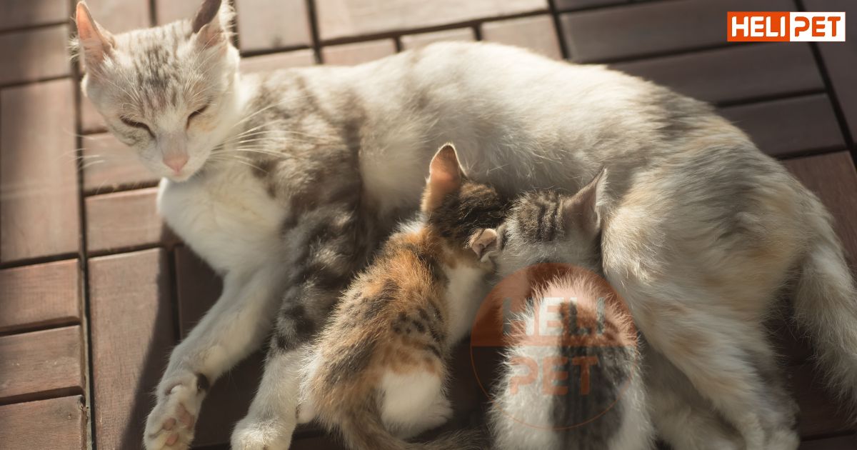 Mèo mẹ đẻ xong bao lâu thì tắm được