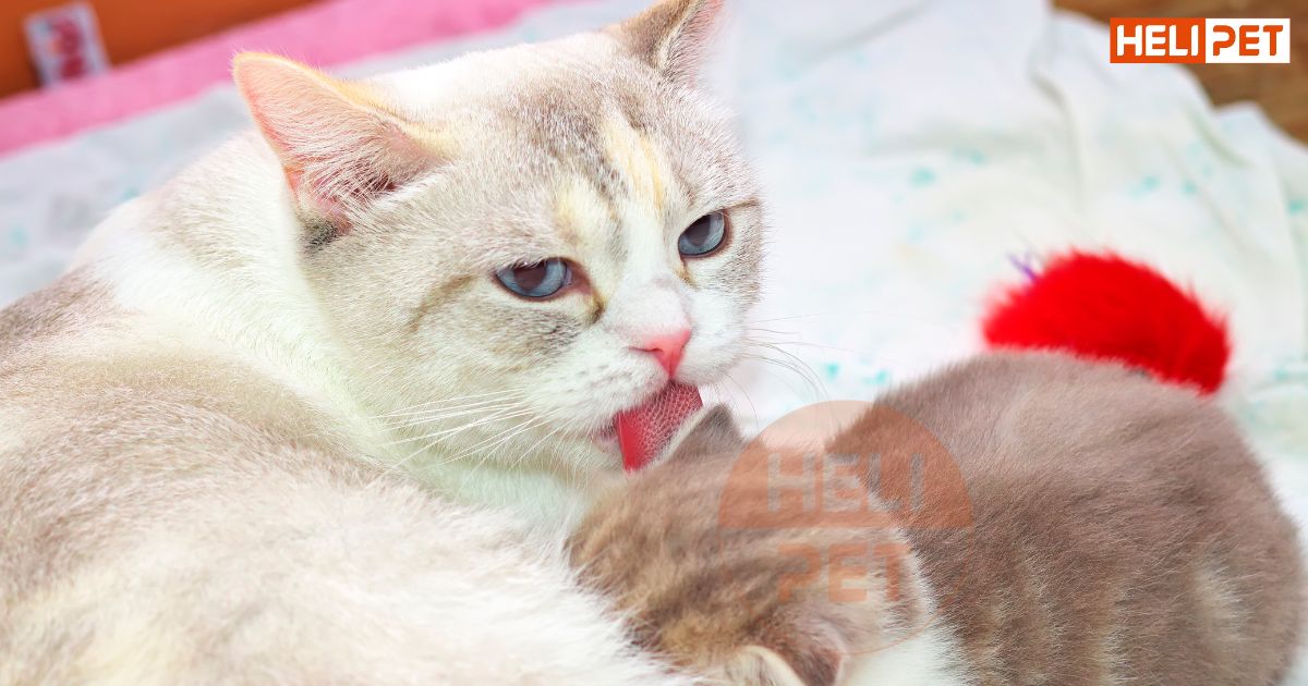 Mèo mẹ đẻ xong bao lâu thì tắm được