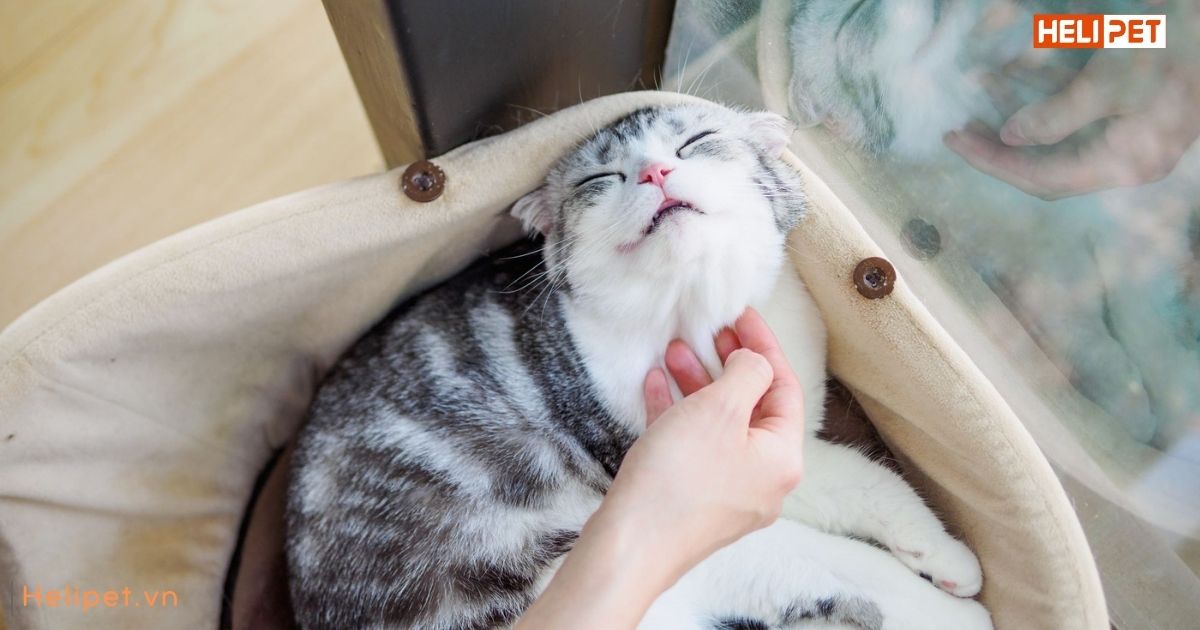 Mèo rụng râu