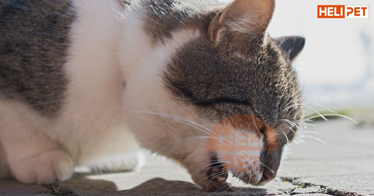 mèo uống nước nhiều