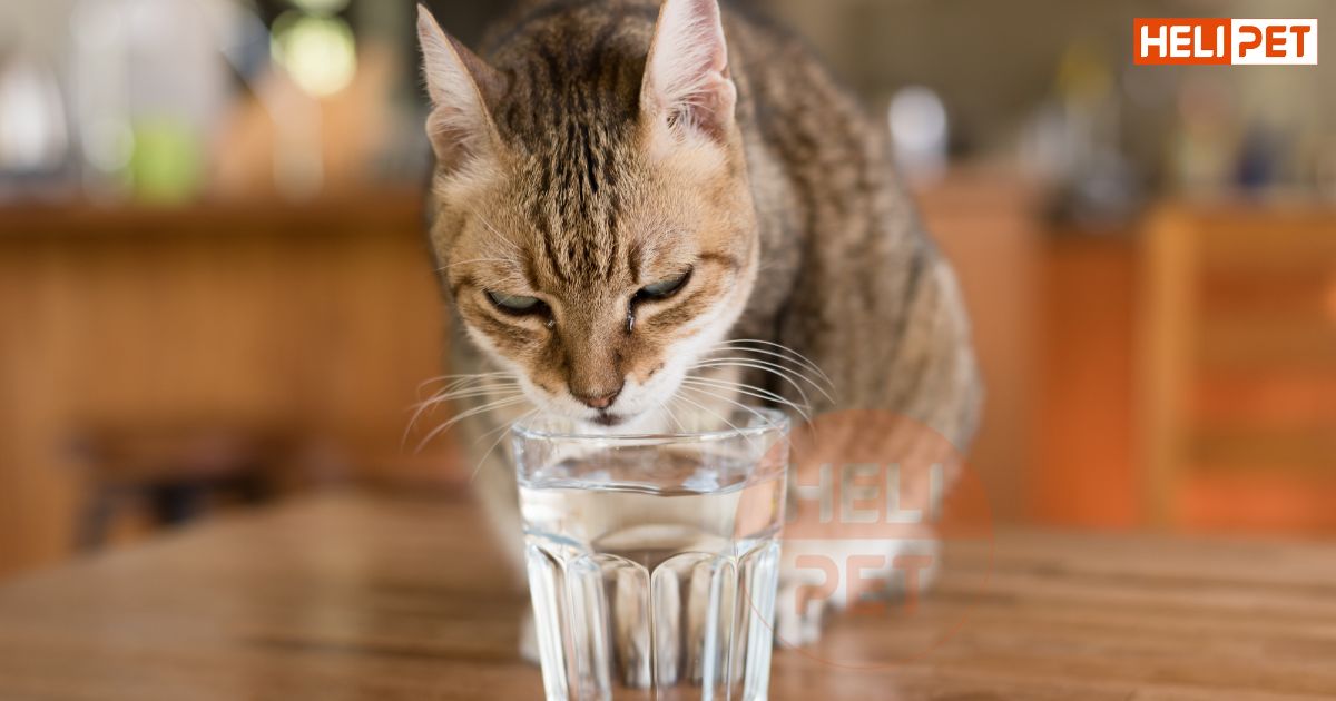 mèo uống nước nhiều