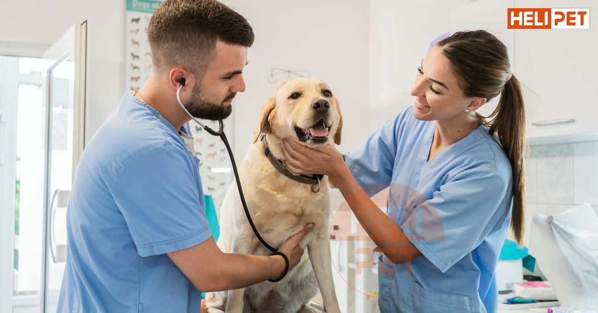 Mua thuốc trị ve chó ở đâu