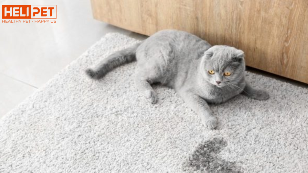 Đi sai chỗ luôn có lý do – đừng vội trách mèo.