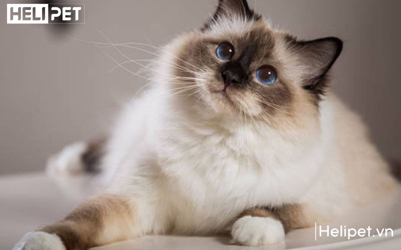 Tắm cho mèo lông dài cần thực hiện kỹ càng và cẩn thận