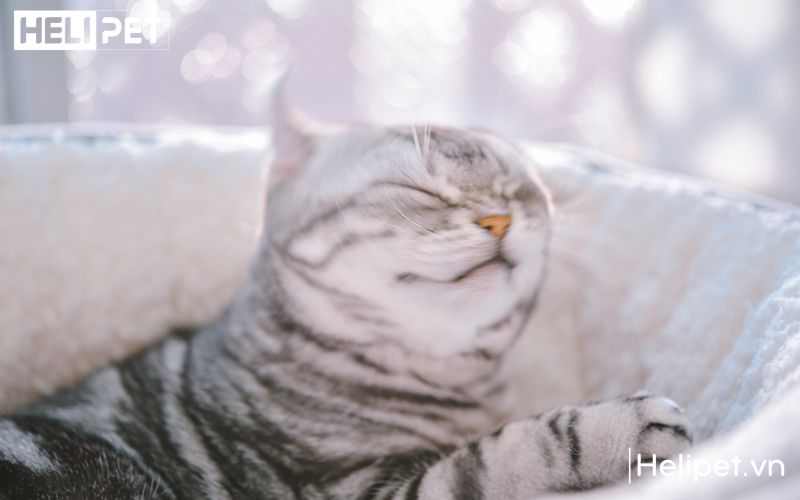 Tắm cho mèo đúng cách góp phần giúp mèo phấn khởi và năng động hơn