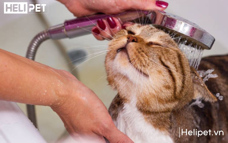 Các bước hướng dẫn giúp việc tắm cho mèo dễ đúng cách và dễ dàng hơn