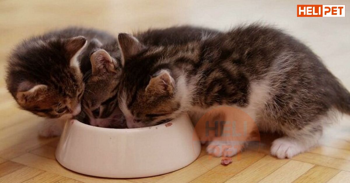 Những loại thức ăn cho mèo con 1 tháng tuổi mà Sen nên biết