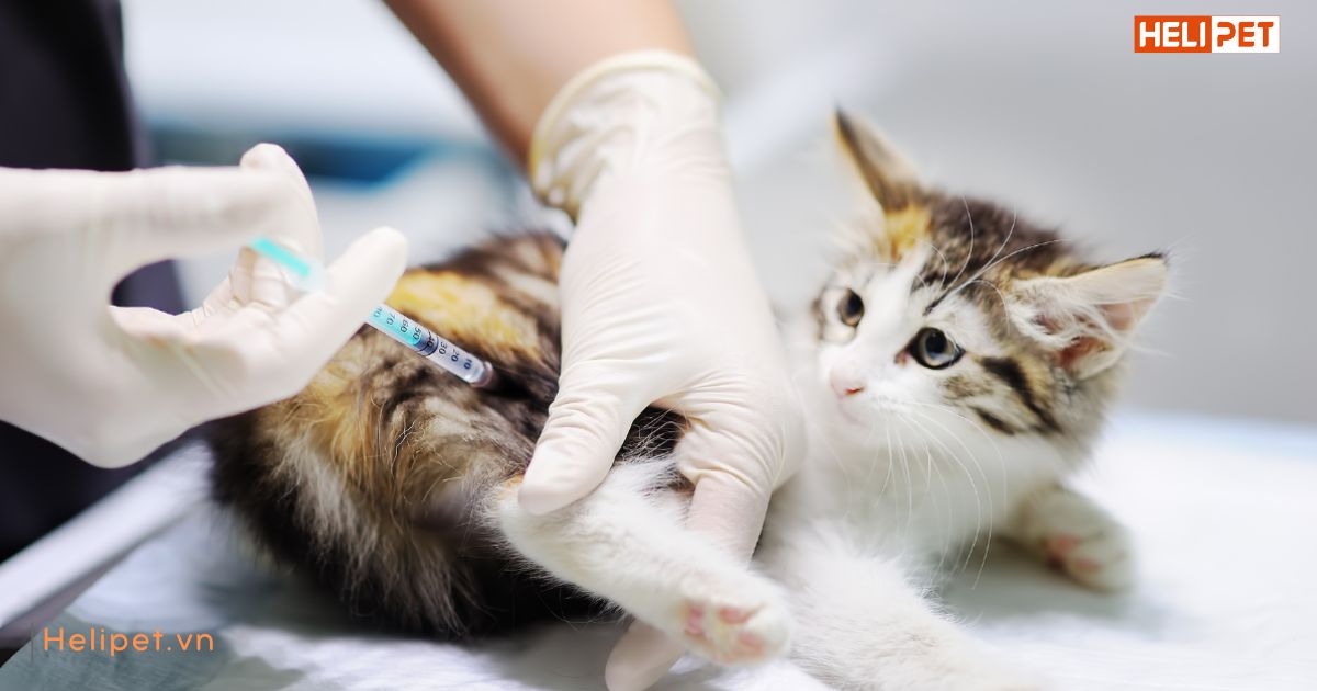 Tiêm phòng cho mèo