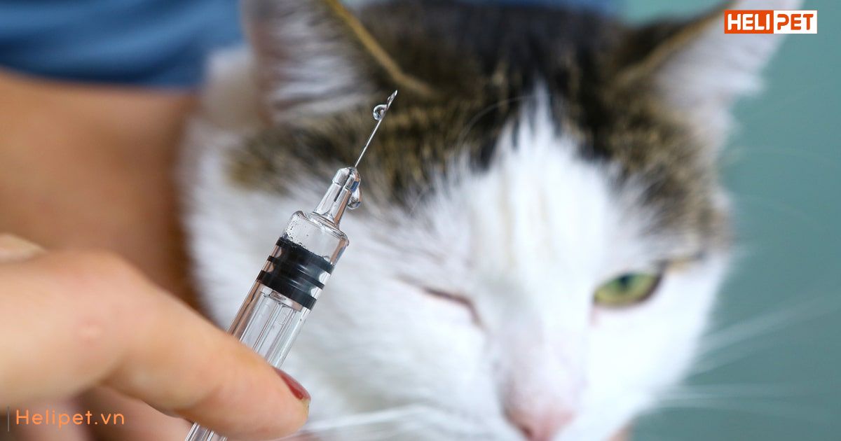 Tiêm phòng cho mèo