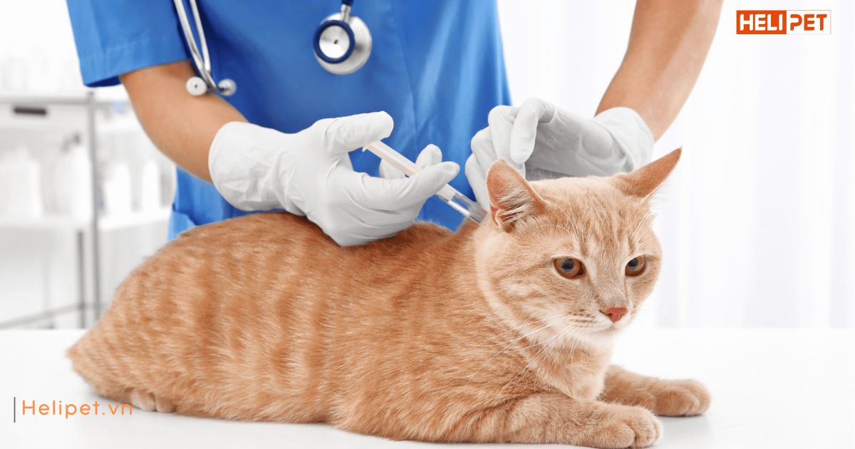Tiêm phòng cho mèo