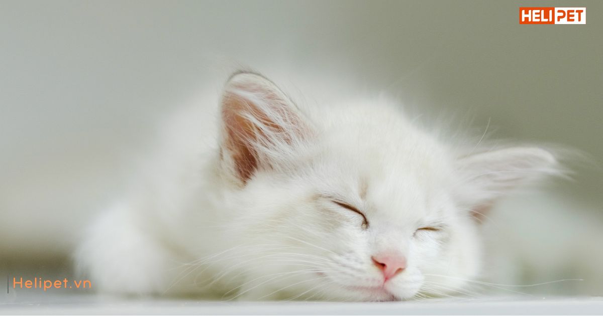 Tiêm phòng cho mèo