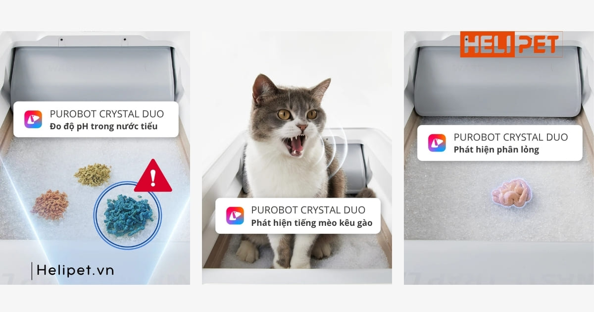 PETKIT Crystal Duo giúp phát hiện sớm các vấn đề sức khỏe của mèo 