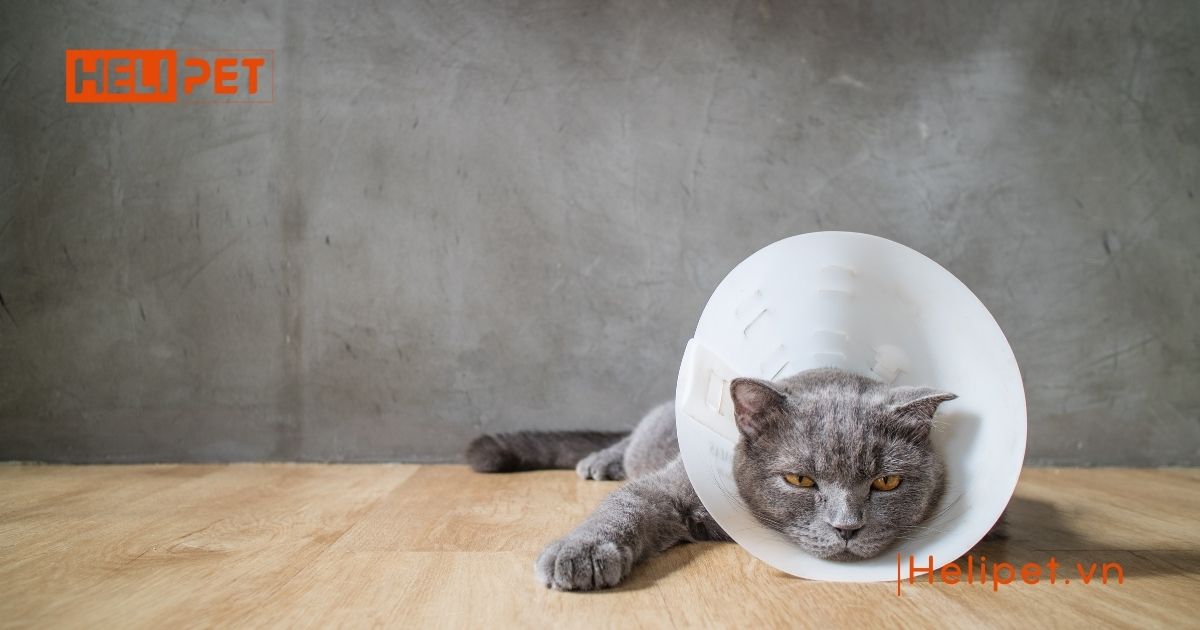 triệt sản mèo cái giá bao nhiêu