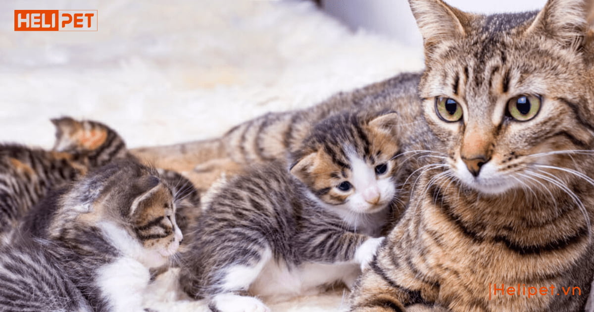 Triệt sản mèo cái là gì