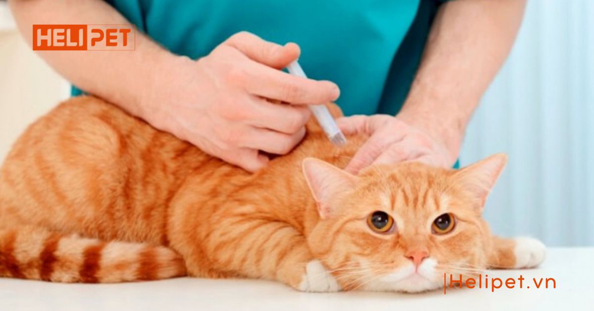 Triệt sản mèo cái mất bao lâu