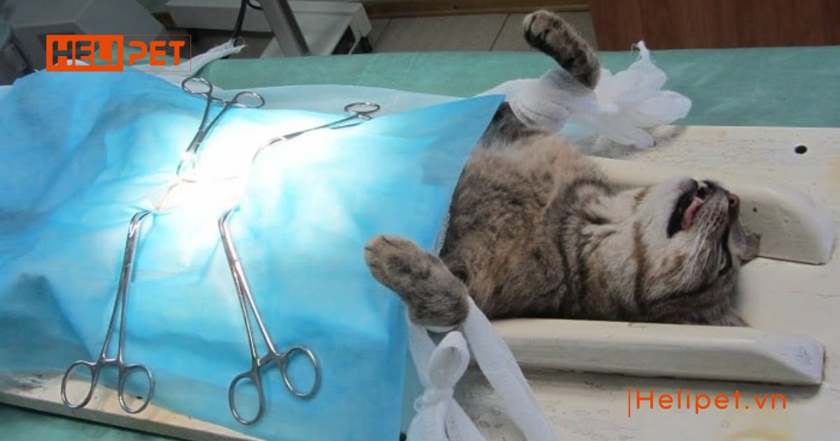 Triệt sản mèo cái mất bao lâu