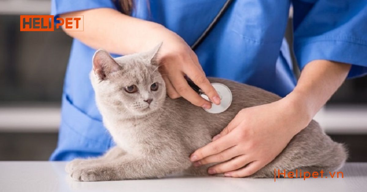 Triệt sản mèo cái mất bao lâu