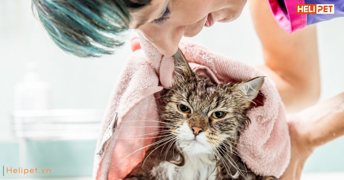 Trời lạnh có nên tắm cho mèo không