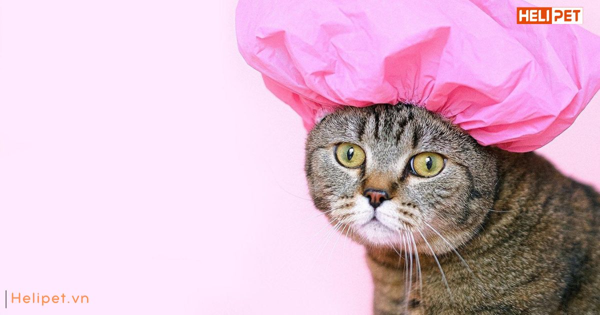 Trời lạnh có nên tắm cho mèo không