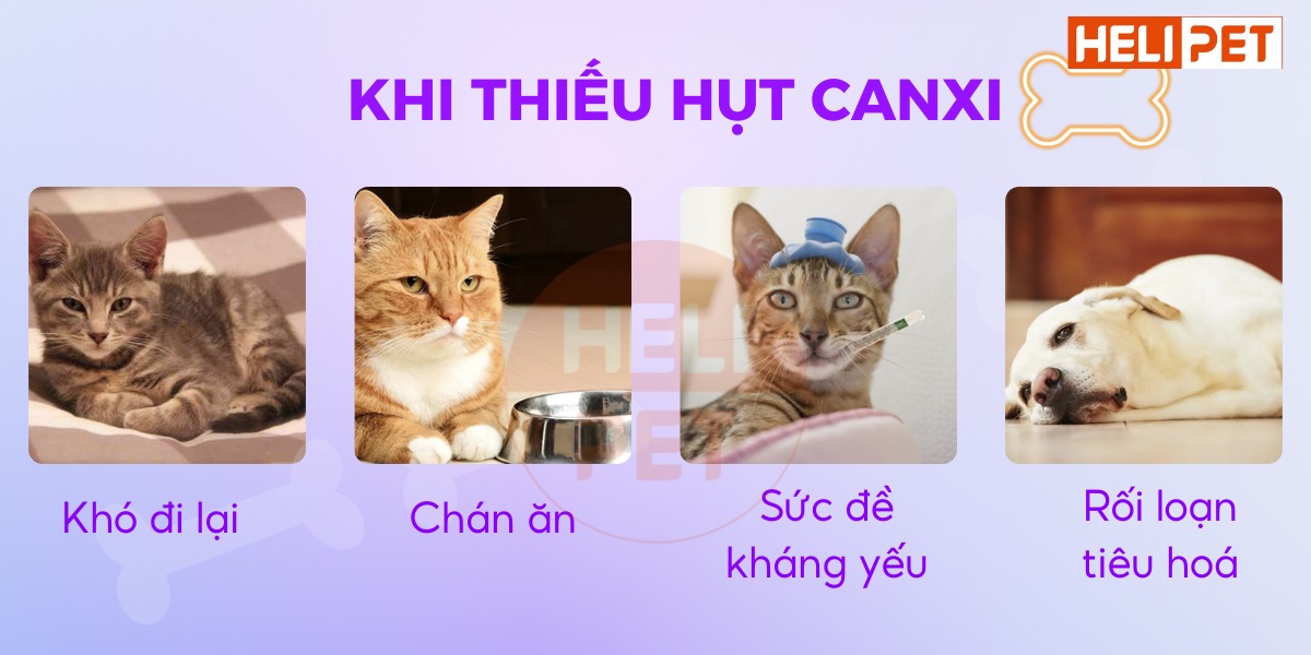 viên nhai bổ sung canxi cho chó mèo DR.VET