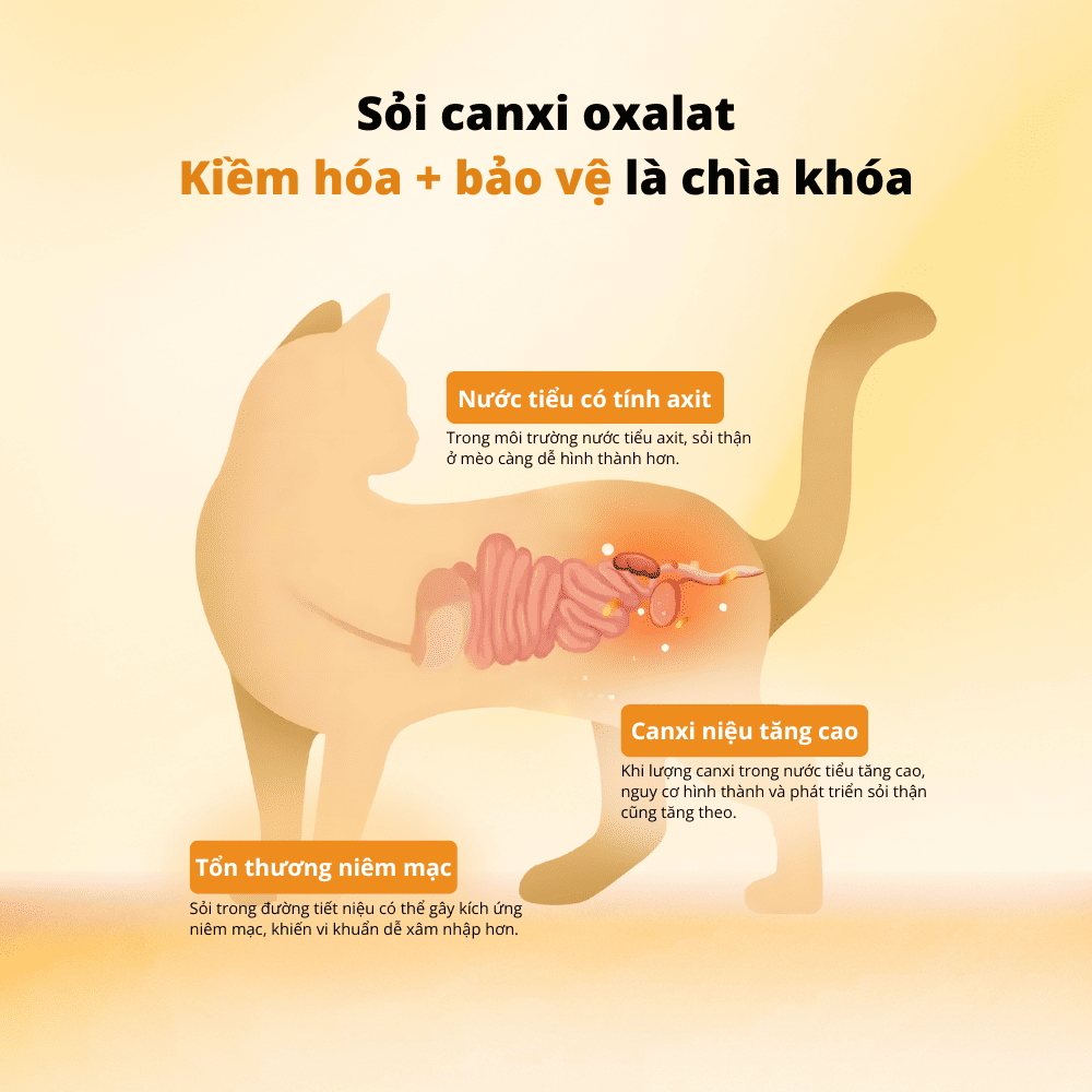 Tác hại của sỏi Canxi Oxalat