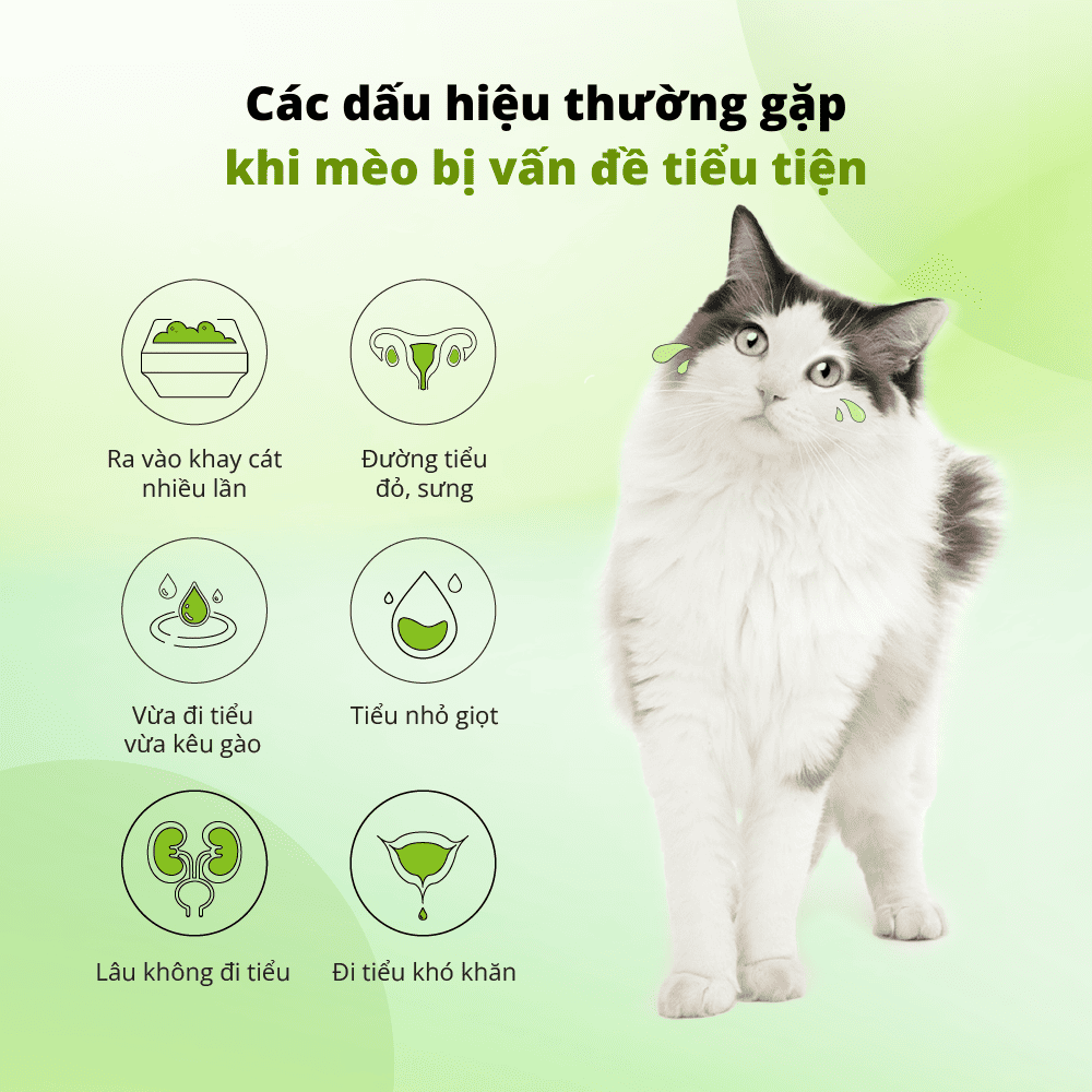 Các dấu hiệu bệnh tiết niệu ở mèo
