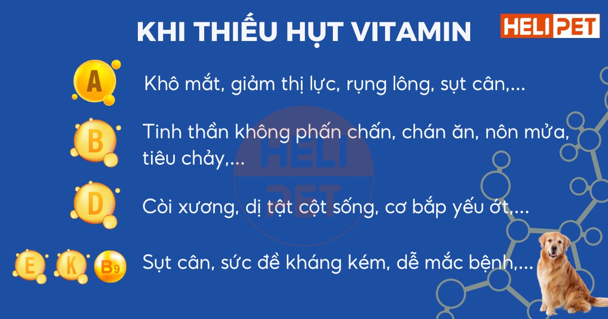 vitamin tổng hợp cho chó DR.VET