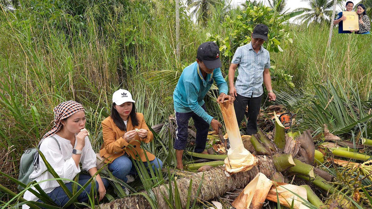 Thu hoạch Vườn Củ Hủ Dừa 60 năm tuổi ở Bến Tre