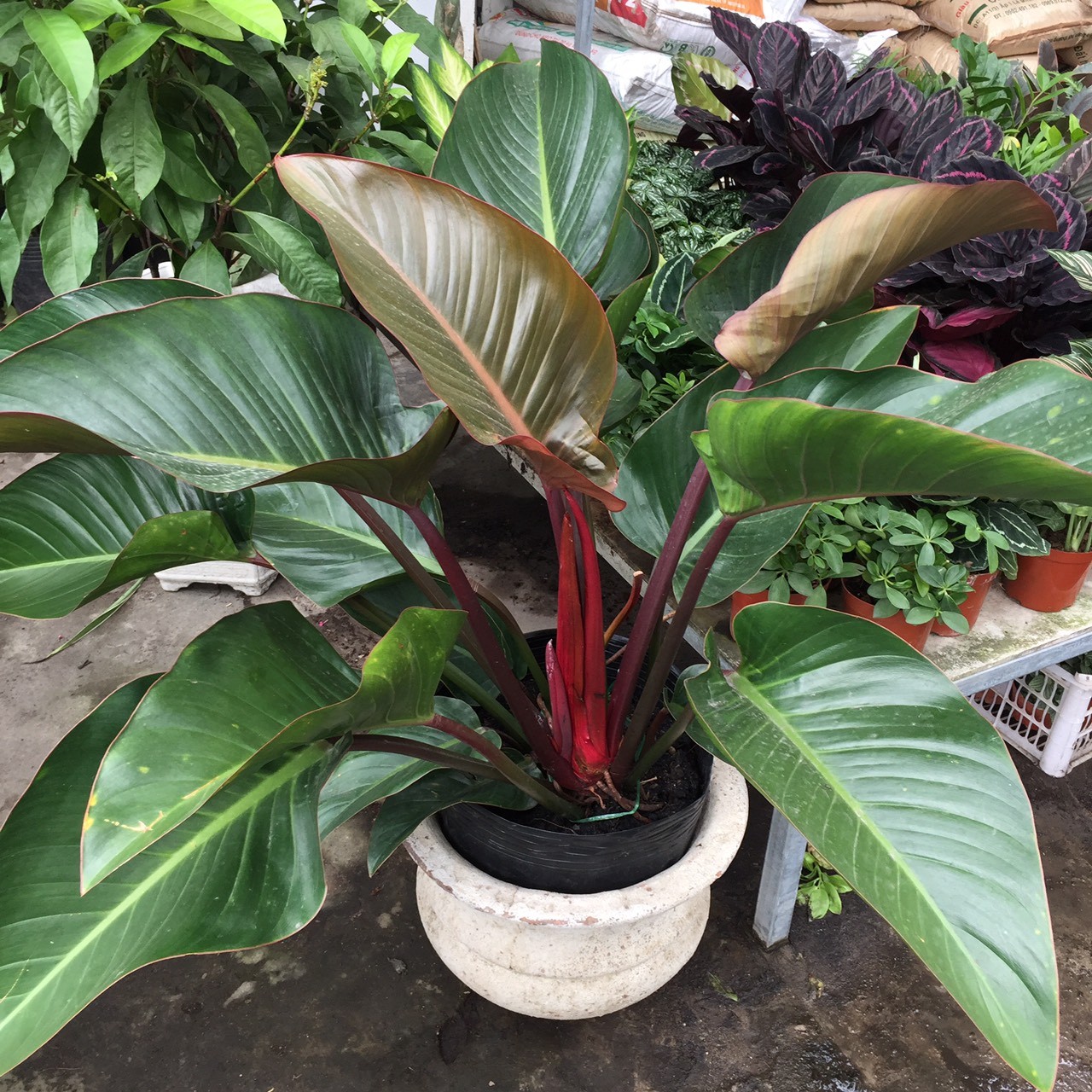 Cây Trầu Bà đế vương